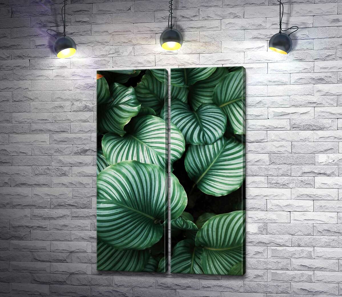 модульная картина Светлые полоски украшают листья растения калатеи