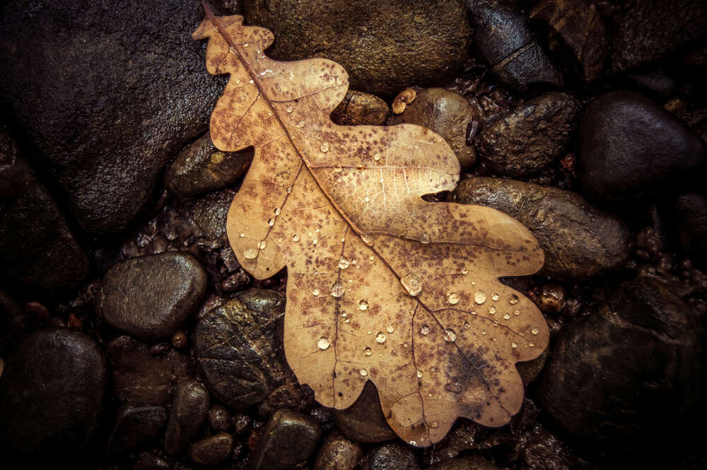 картина-постер Сухой дубовый листик лежит на камнях