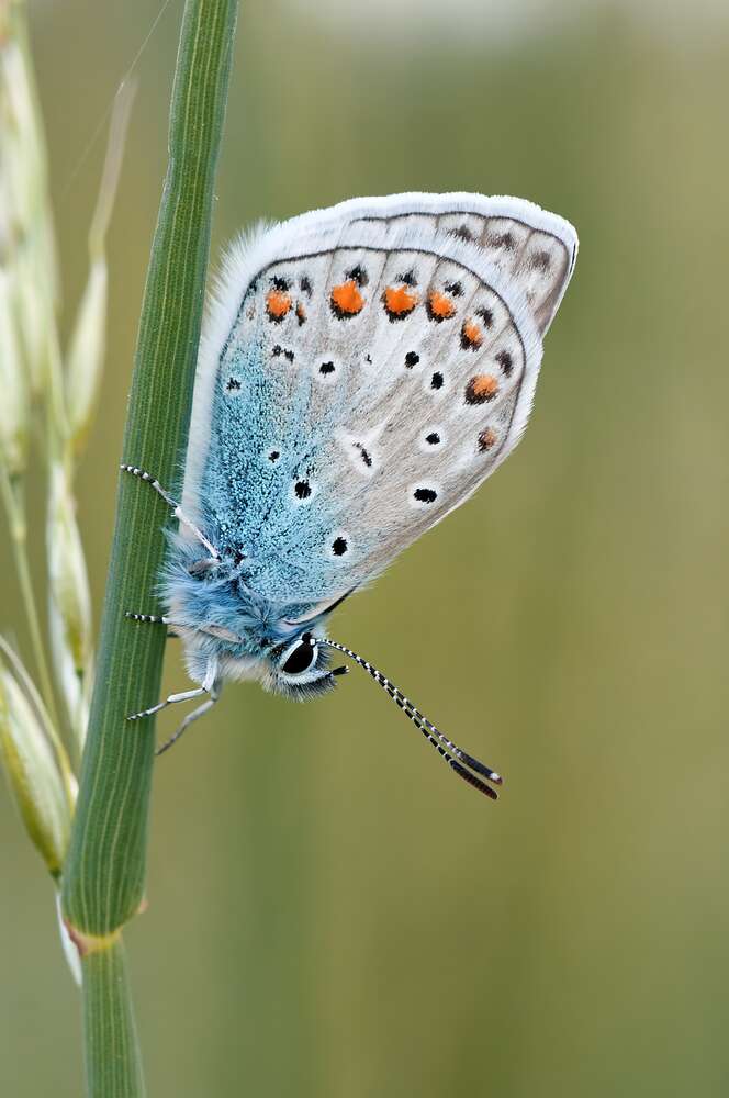 картина-постер Голубой градиент крылышек бабочки