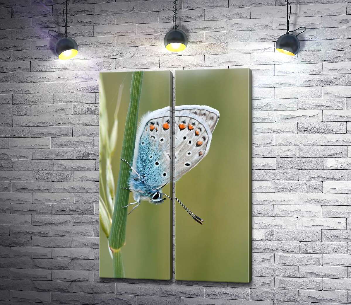 модульна картина Блакитний градієнт крилець метелика