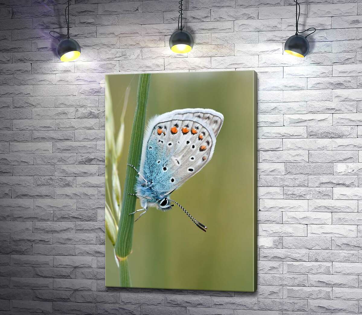 картина Голубой градиент крылышек бабочки