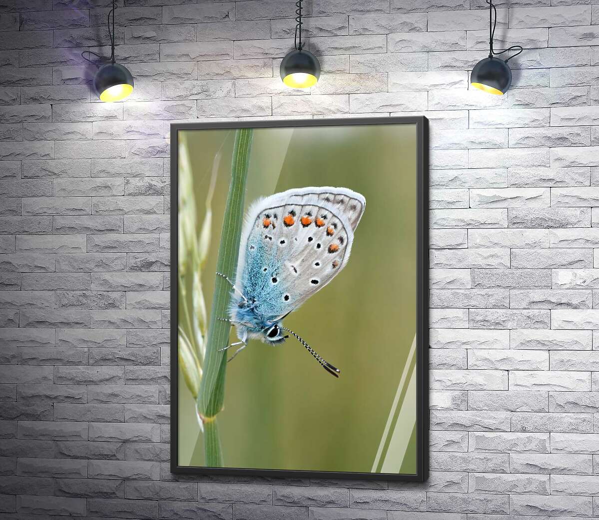 постер Голубой градиент крылышек бабочки