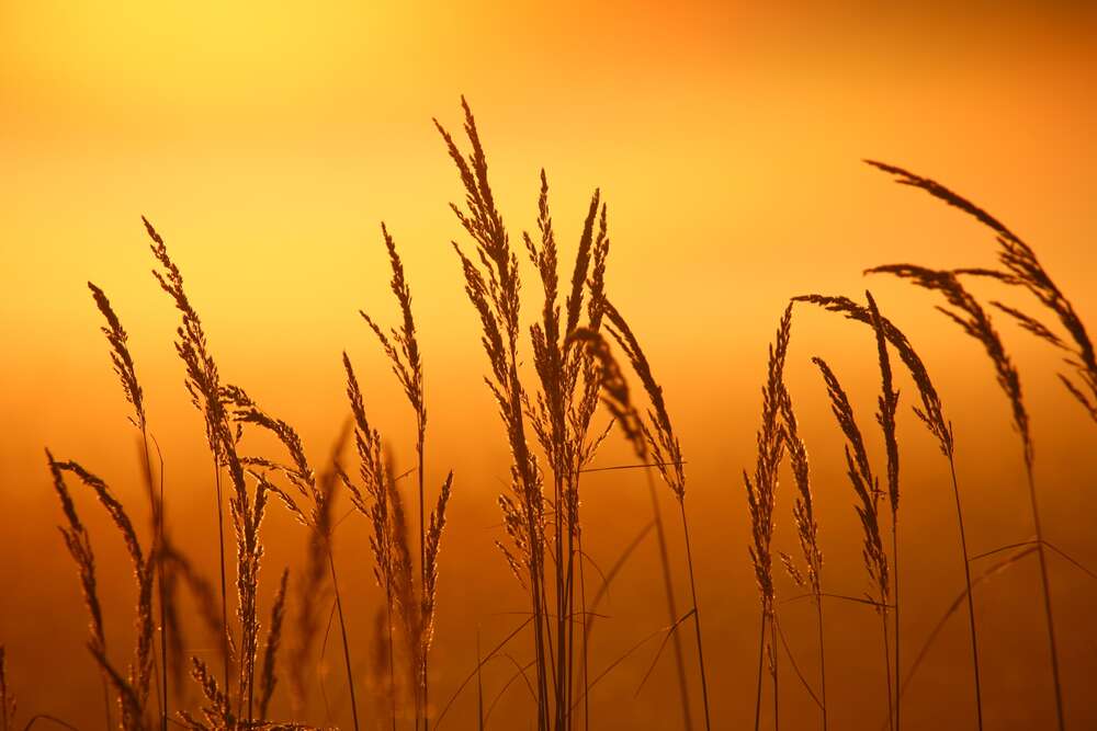картина-постер Пушистые кисточки травы на фоне золотого неба