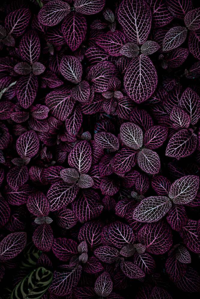 картина-постер Бордовий килим листя