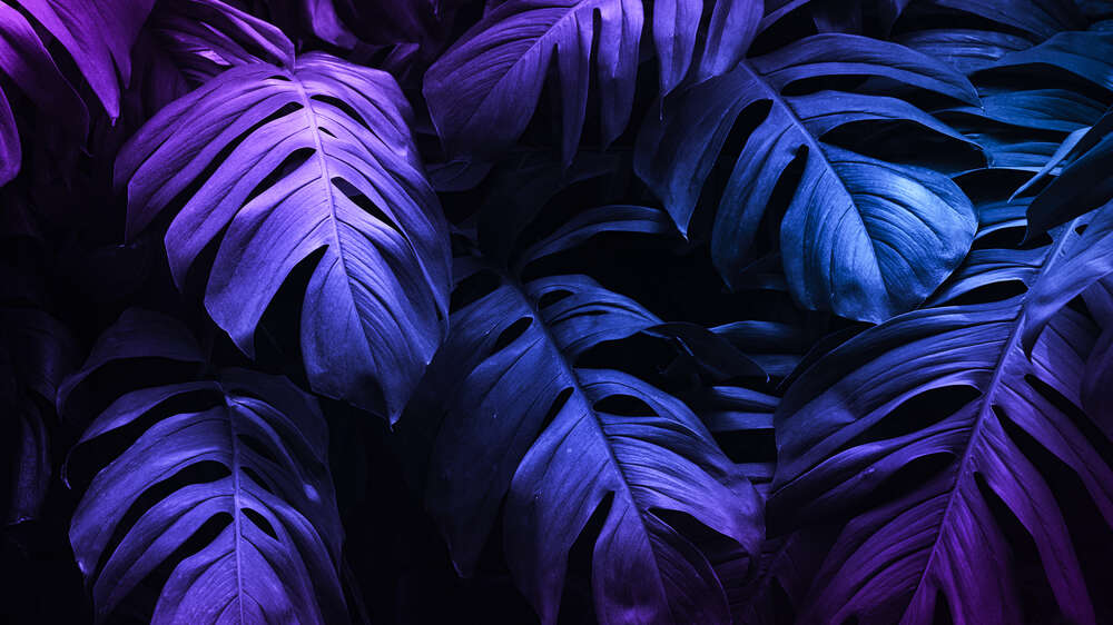 картина-постер Барвистість фіолетової поверхні листків монстери