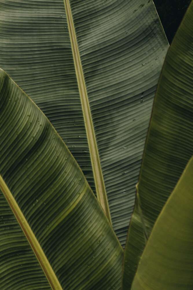 картина-постер Зеленый веер из тропических листьев
