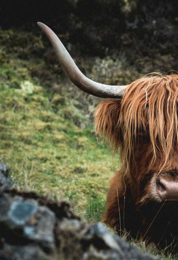 картина-постер Острые рога коровы хайленд, покрытой длинной шерстью