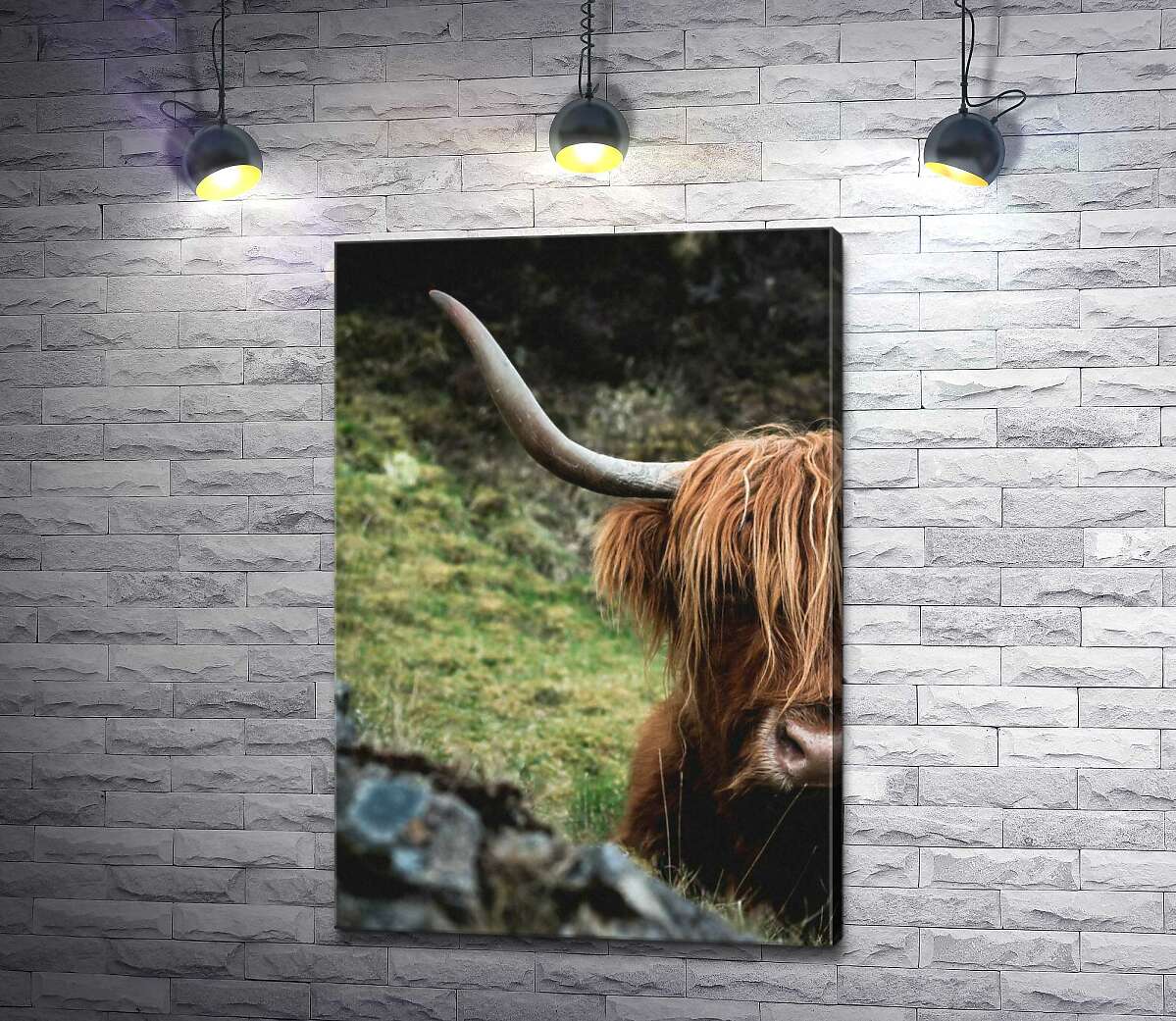 картина Острые рога коровы хайленд, покрытой длинной шерстью