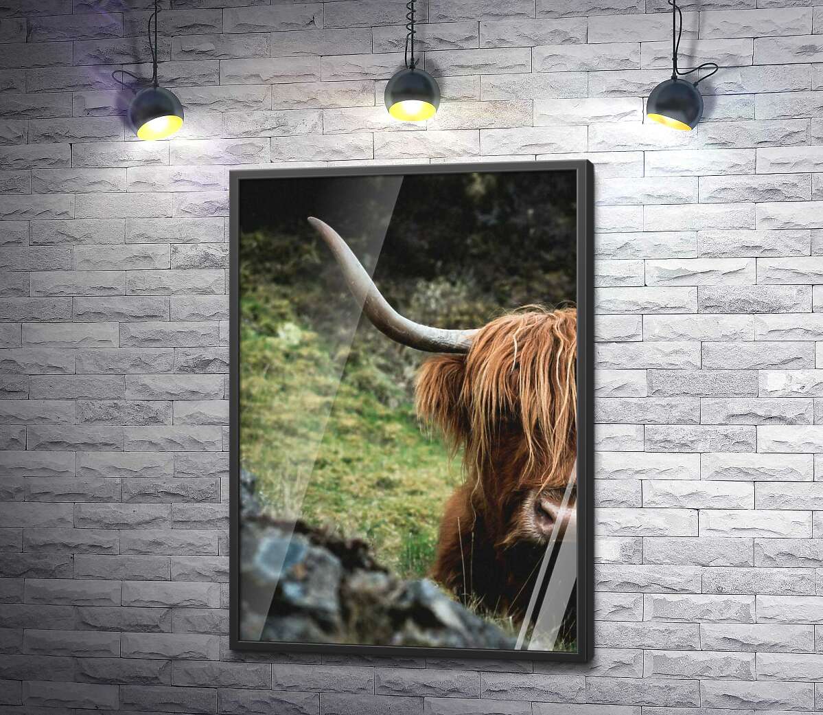 постер Острые рога коровы хайленд, покрытой длинной шерстью