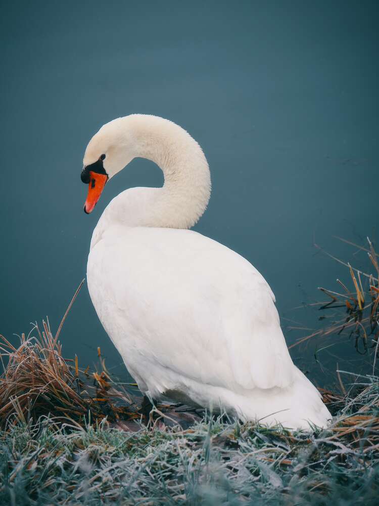 картина-постер Лебедь грациозно сидит на берегу
