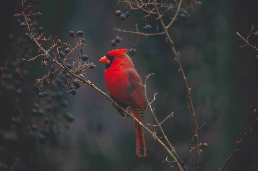 картина-постер Красочная птица красный кардинал сидит на кусте с ягодами
