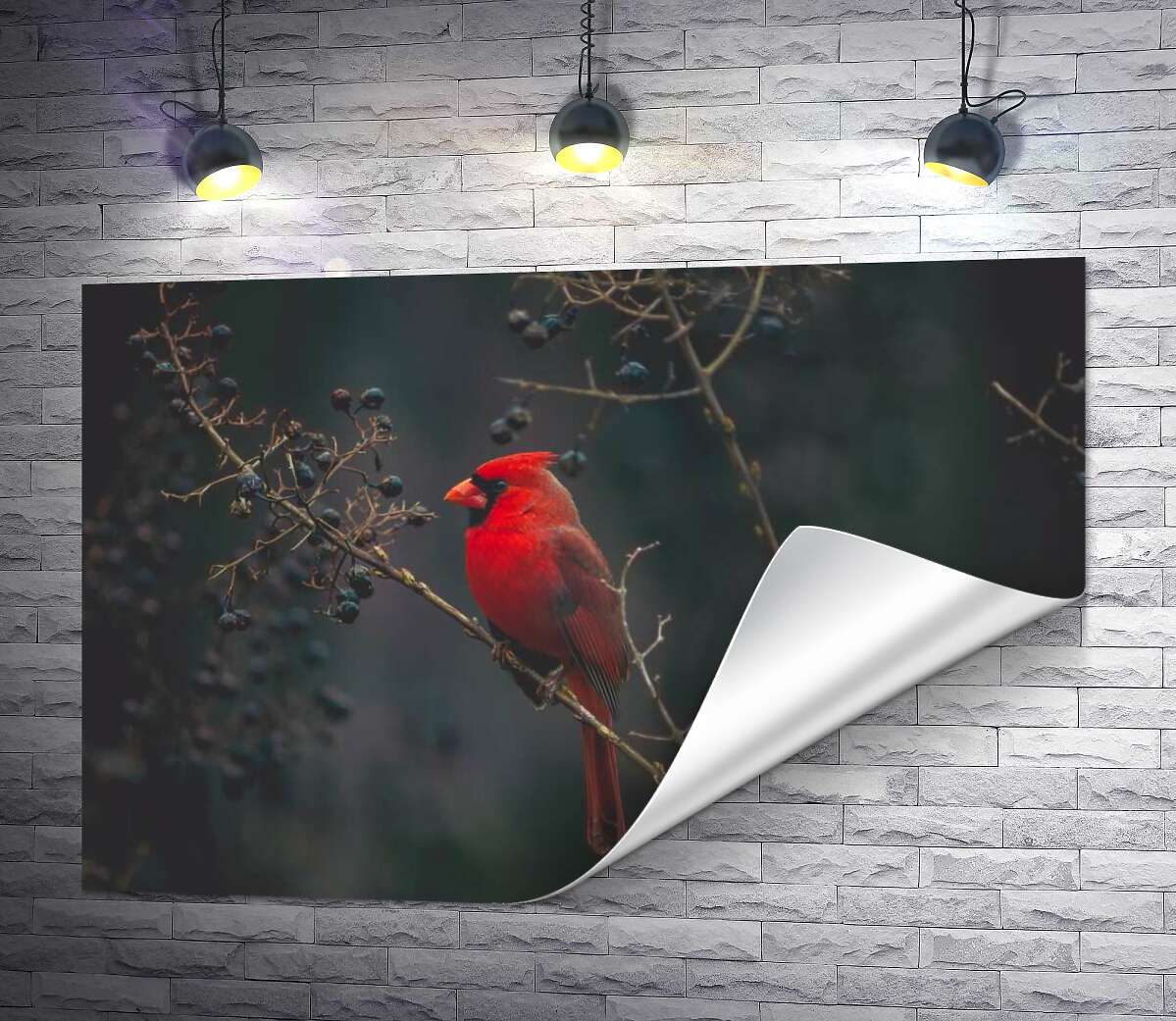 печать Красочная птица красный кардинал сидит на кусте с ягодами