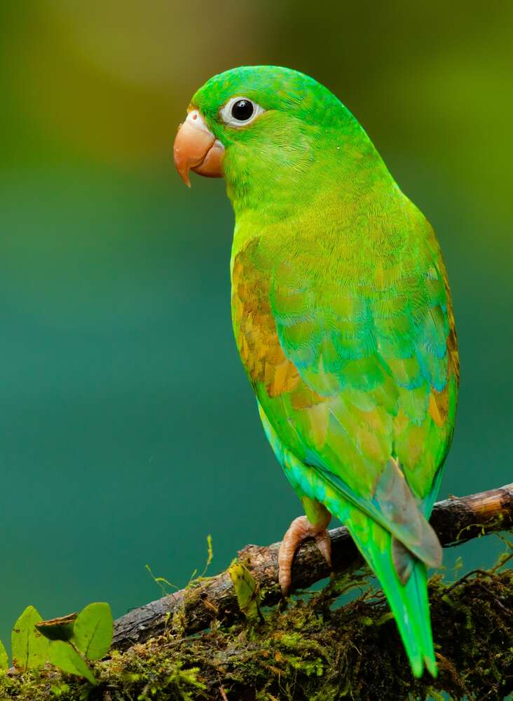 картина-постер Яркое зеленое оперение попугая тирики