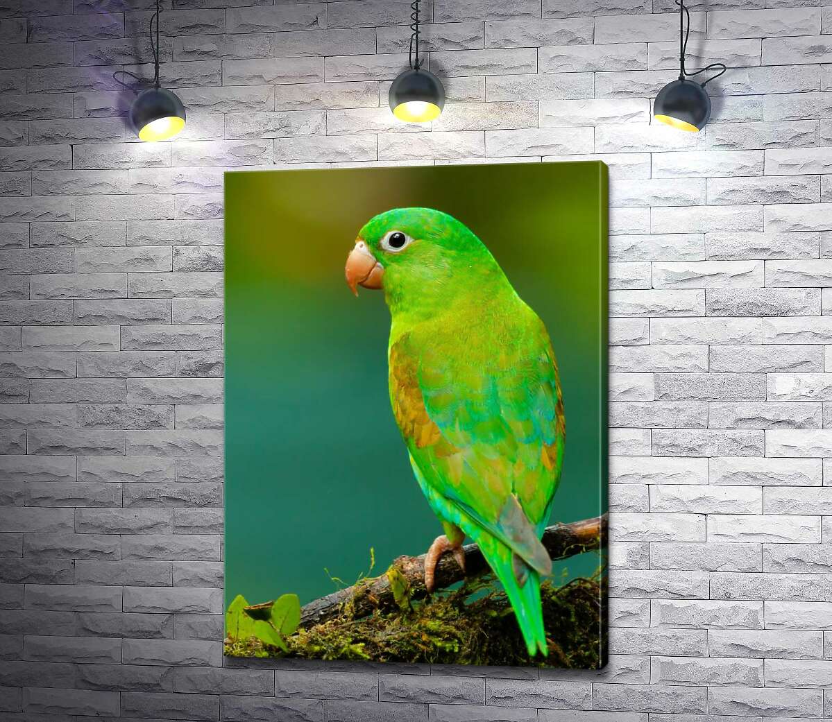 картина Яркое зеленое оперение попугая тирики