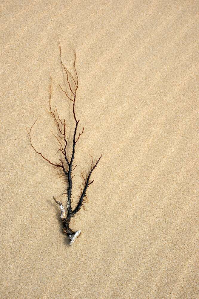 картина-постер Корни морской флоры на песке