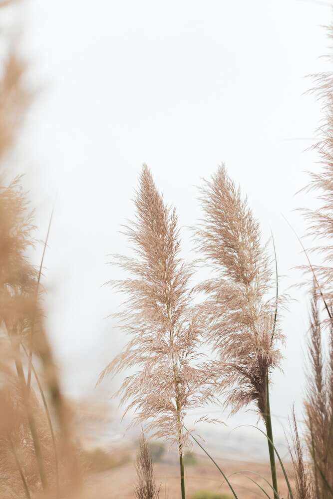 картина-постер Пушистые полевые колоски пампасной травы