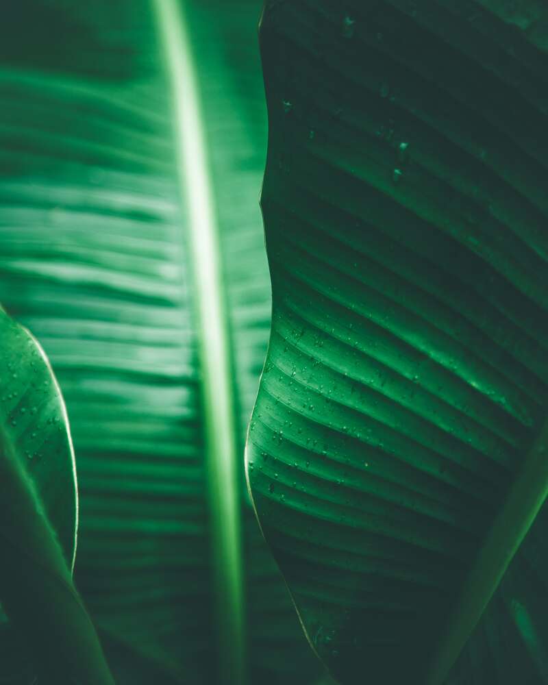 картина-постер Среди банановых листьев тропиков