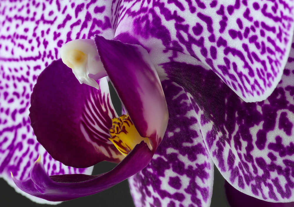 картина-постер Плямисте забарвлення бузкової орхідеї
