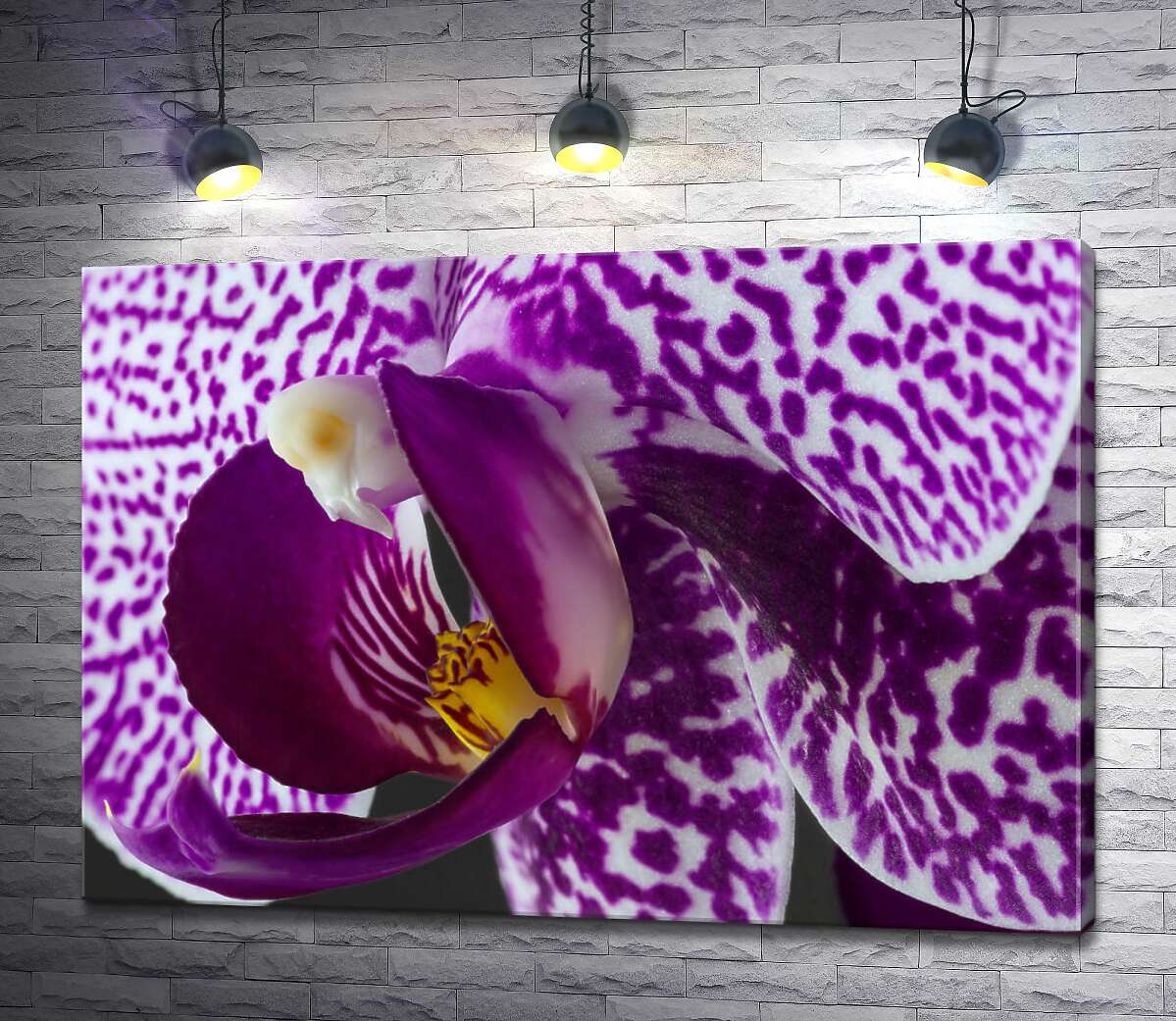 картина Пятнистый окрас сиреневой орхидеи