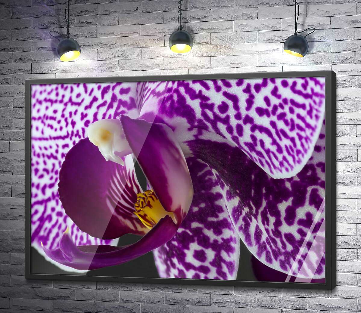 постер Пятнистый окрас сиреневой орхидеи
