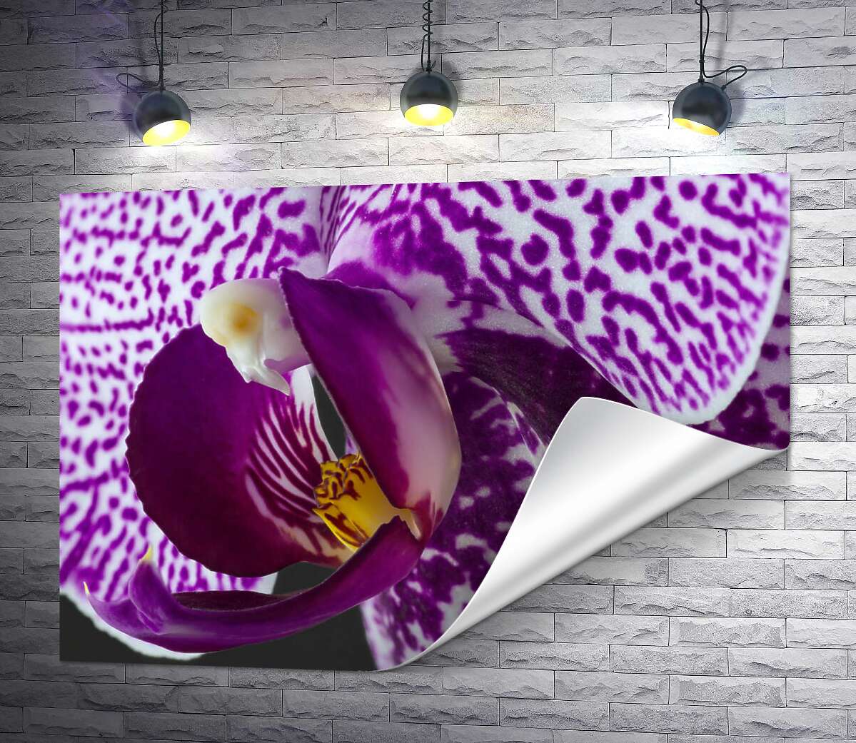 друк Плямисте забарвлення бузкової орхідеї