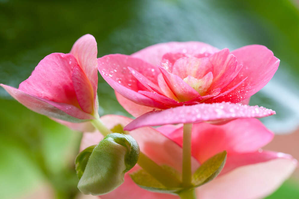 картина-постер Ніжно-рожеві квітки бегонії