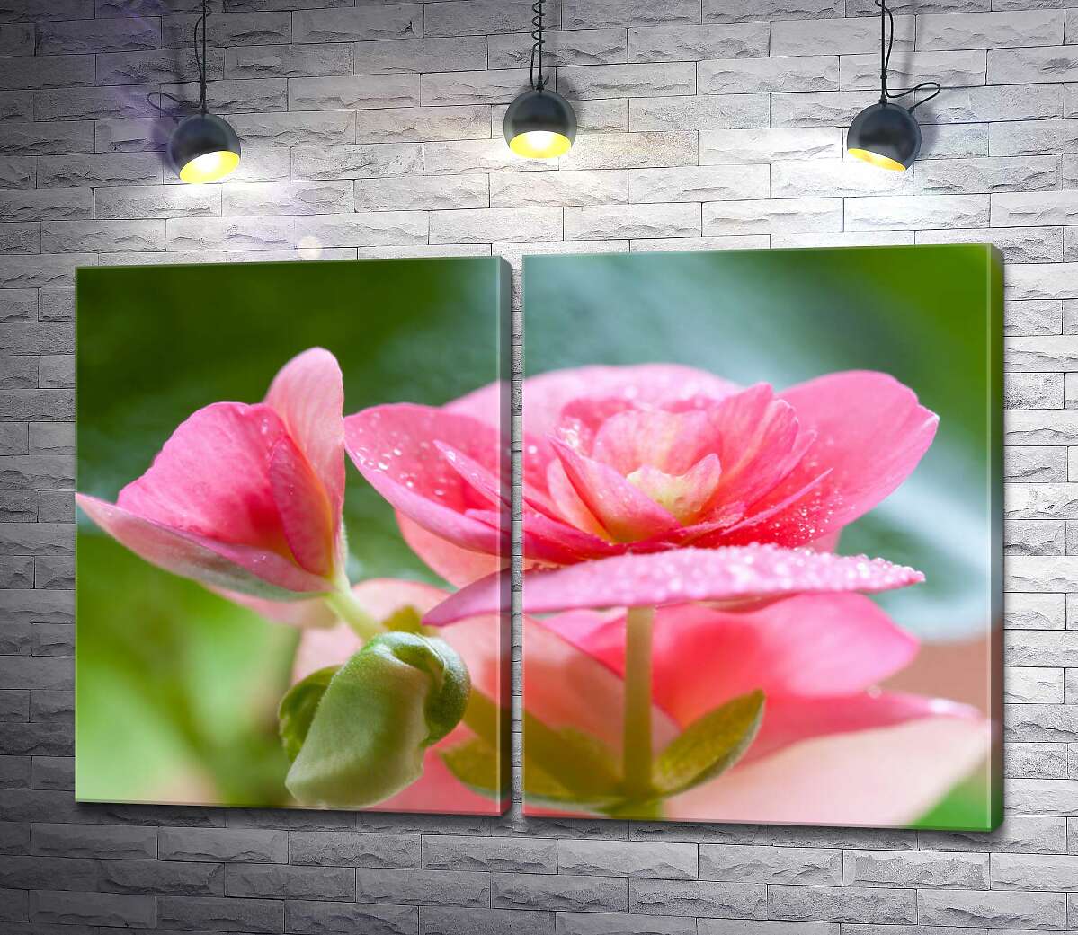 модульна картина Ніжно-рожеві квітки бегонії