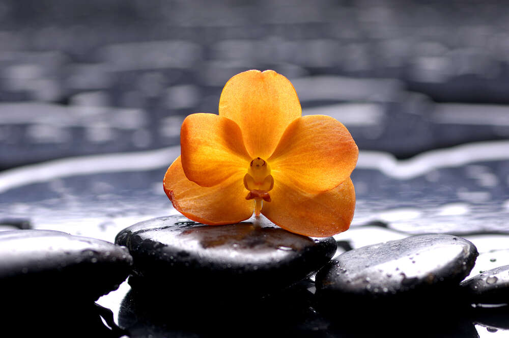 картина-постер Жовта квітка орхідеї на СПА камінні