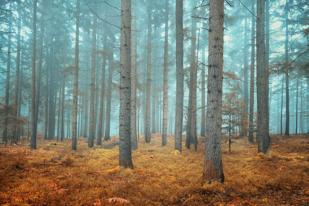 картина-постер Ліс у серпанку ранкового туману