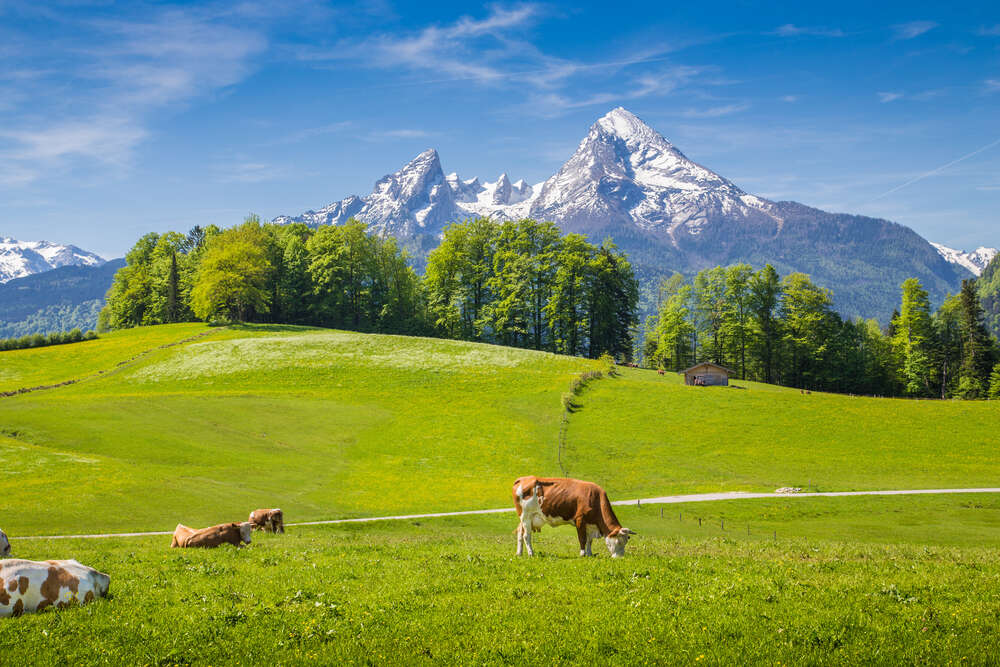 картина-постер Мальовничі альпійські луки на тлі гір