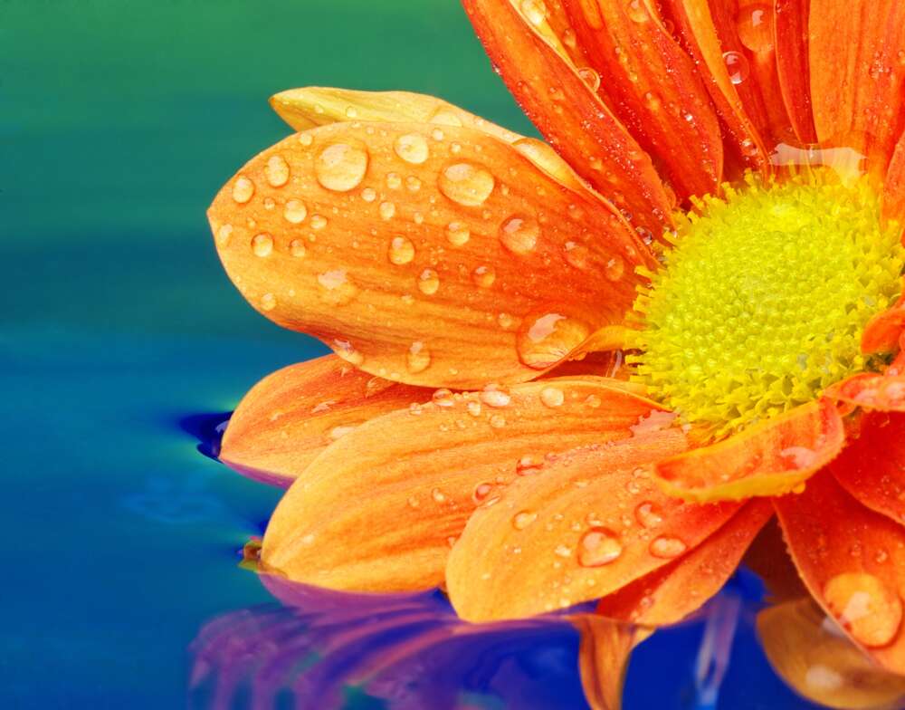 картина-постер Капли воды на оранжевом цветке герберы