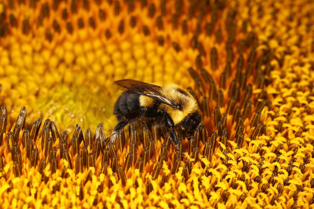 картина-постер Работящая пчела в центре подсолнуха