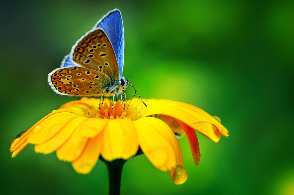 картина-постер Нежная бабочка на желтом цветке