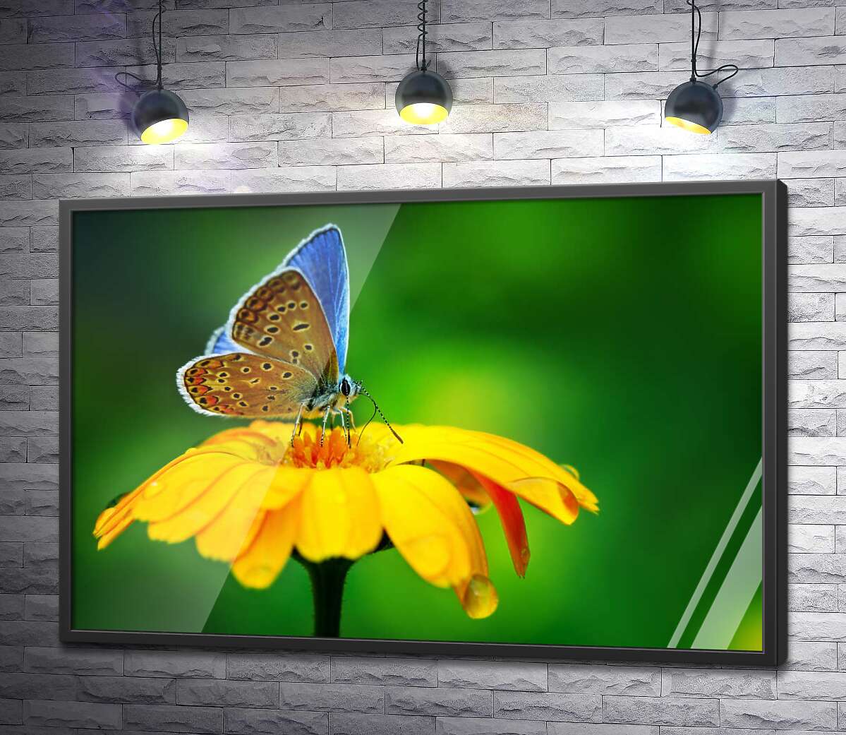 постер Нежная бабочка на желтом цветке
