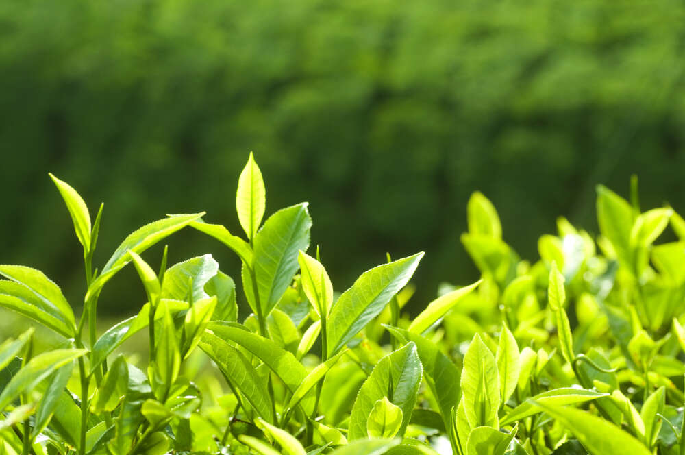 картина-постер Ярко-зеленые чайные листья на солнце