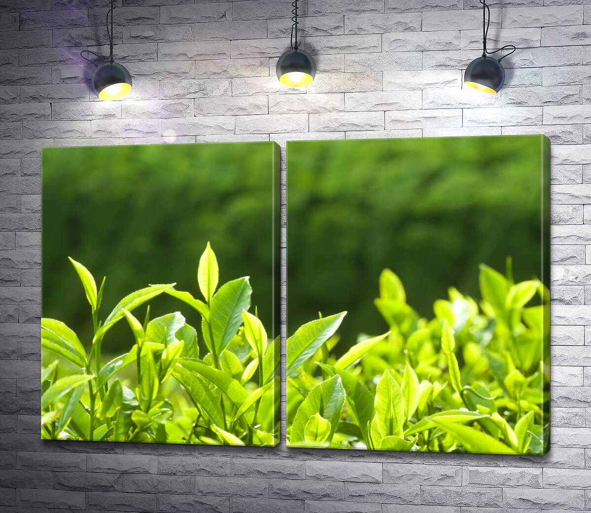 модульна картина Яскраво-зелене чайне листя на сонці