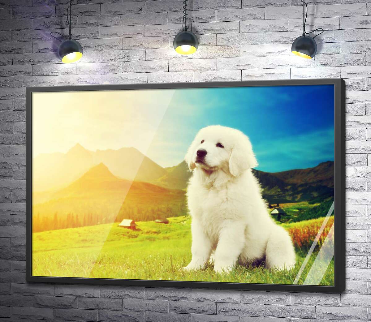 постер Пушистый щенок польской овчарки на фоне луга