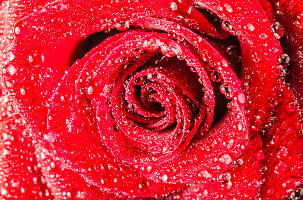 картина-постер Сочно-красный бутон розы с росой