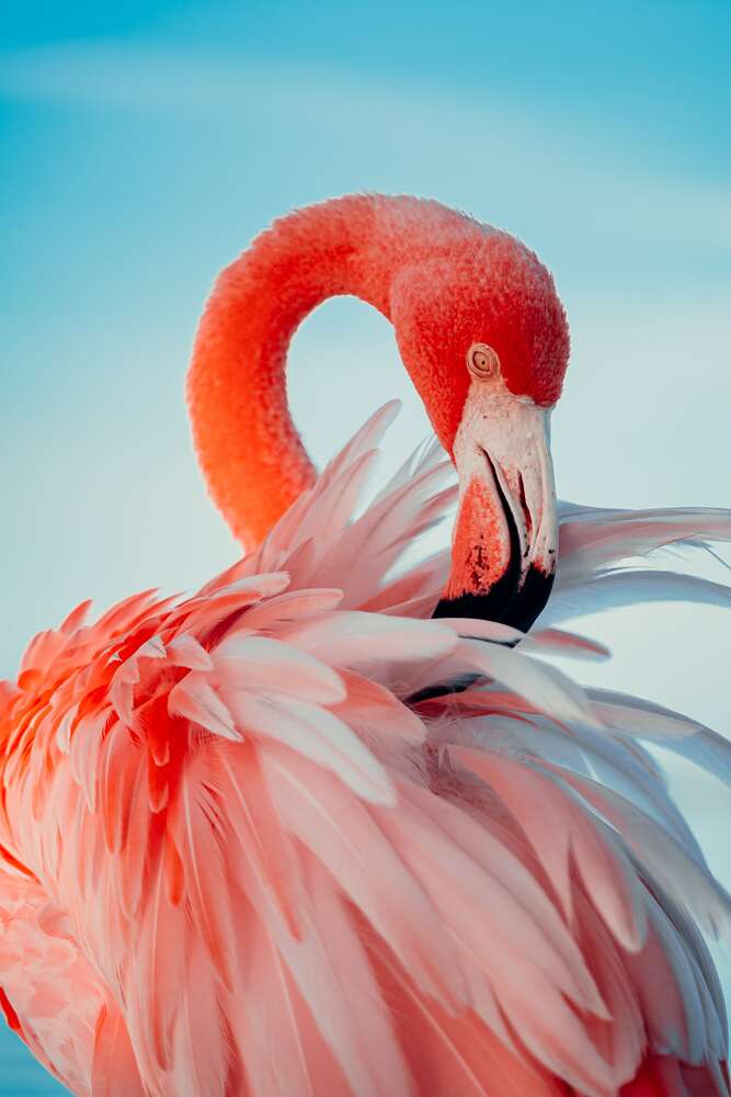 картина-постер Роскошный фламинго чистит перья