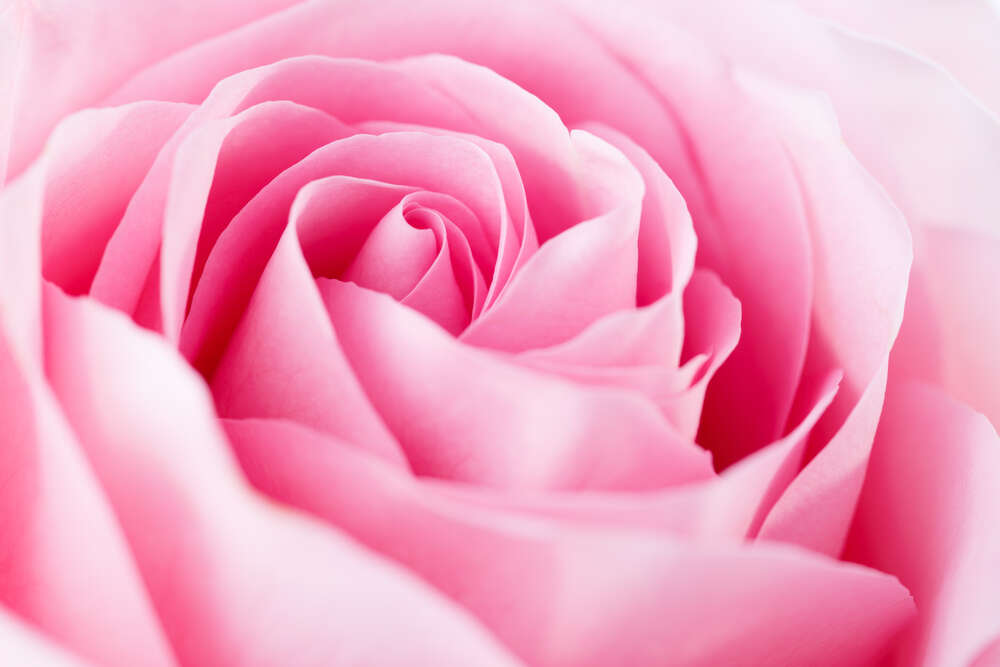 картина-постер Нежный оттенок бутона розы