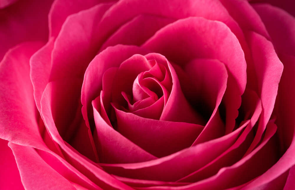 картина-постер Роскошный бутон малиновой розы