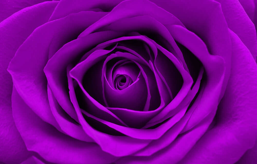 картина-постер Насыщенно пурпурный бутон розы