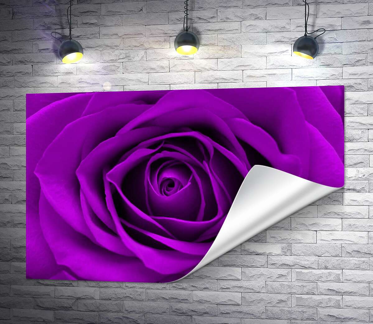 печать Насыщенно пурпурный бутон розы
