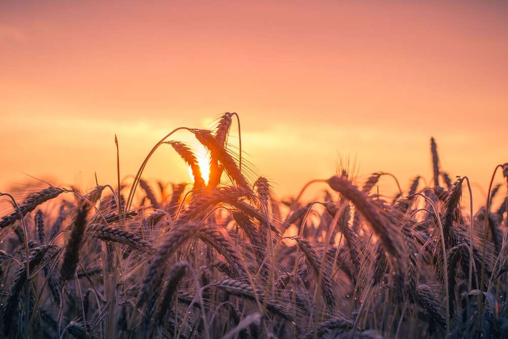 картина-постер Колоски пшеницы на закате