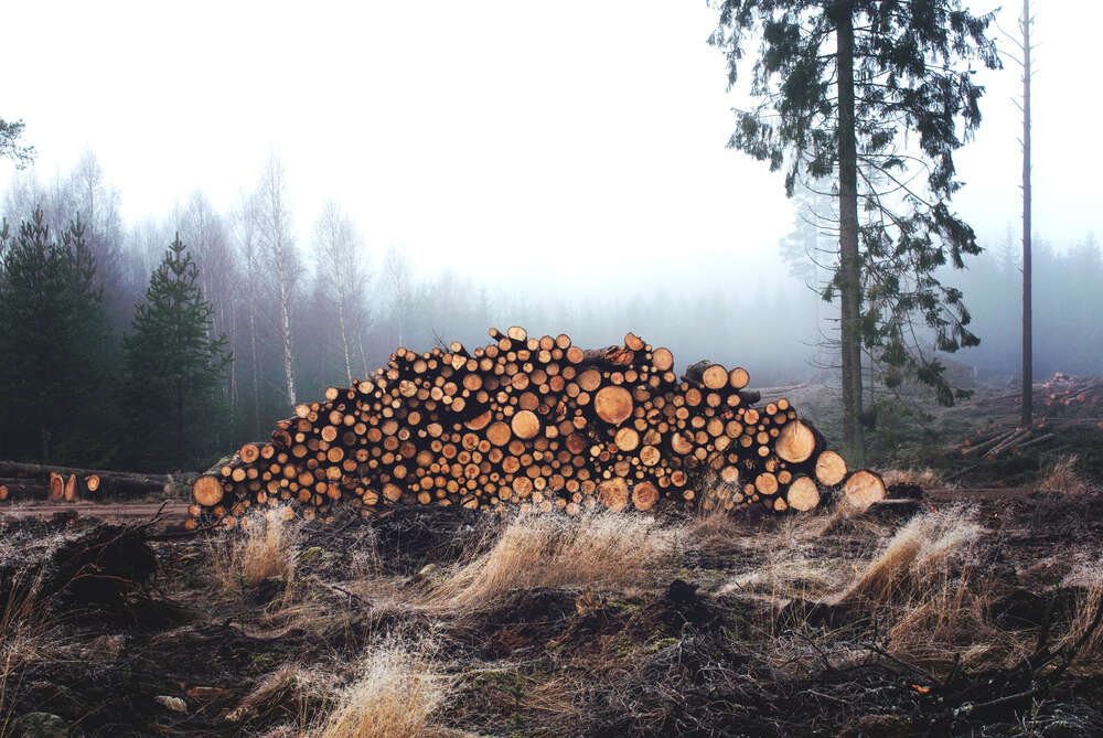 картина-постер Стволы срубленных деревьев