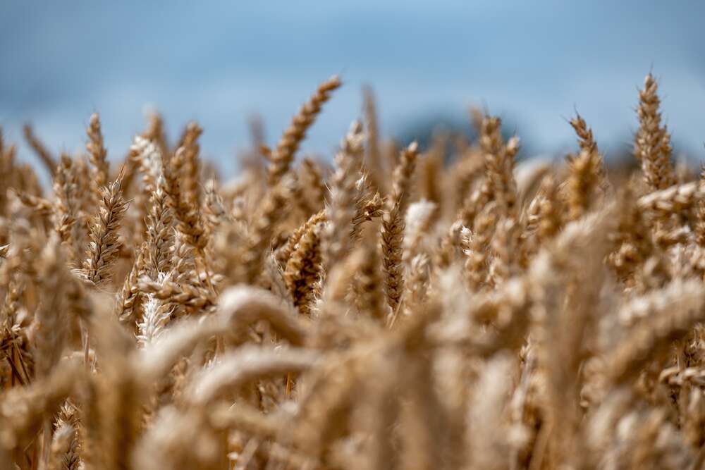 картина-постер Поле колосків пшениці