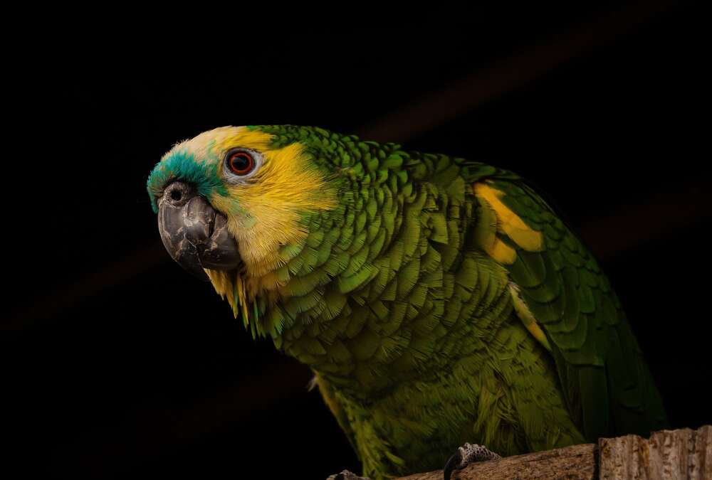 картина-постер Желто-зеленый попугай