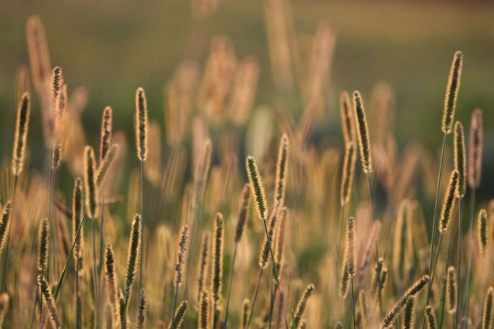 картина-постер Стебли травы в лучах солнца