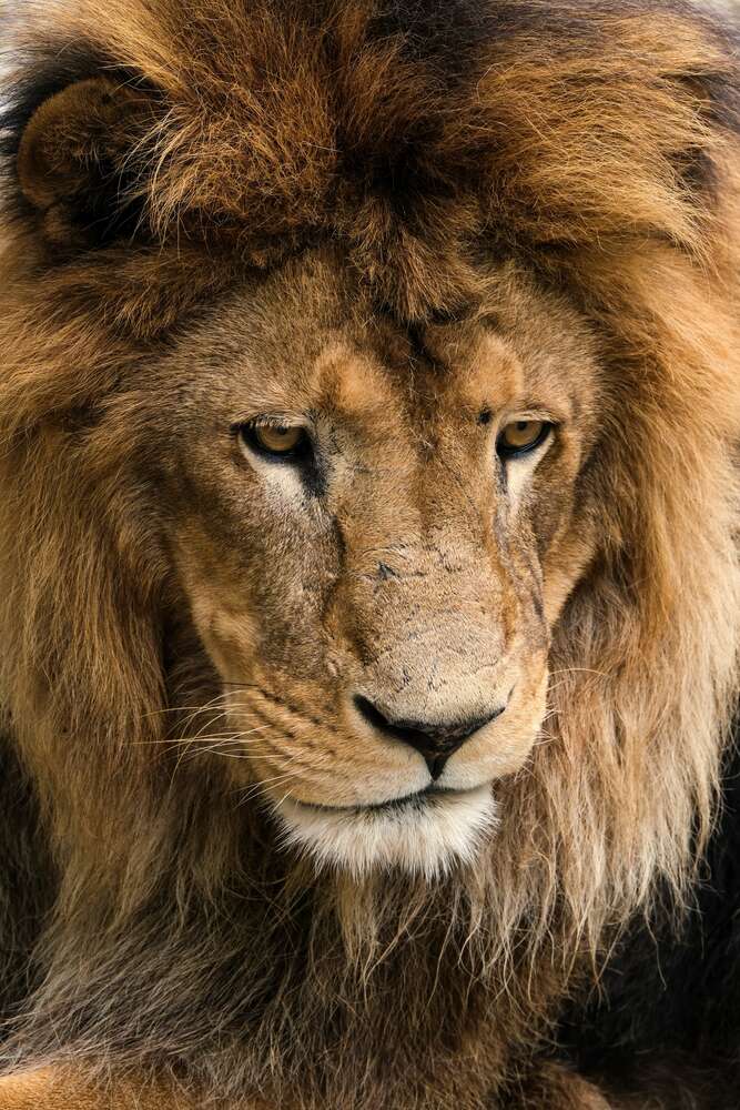 картина-постер Портрет спокійного лева