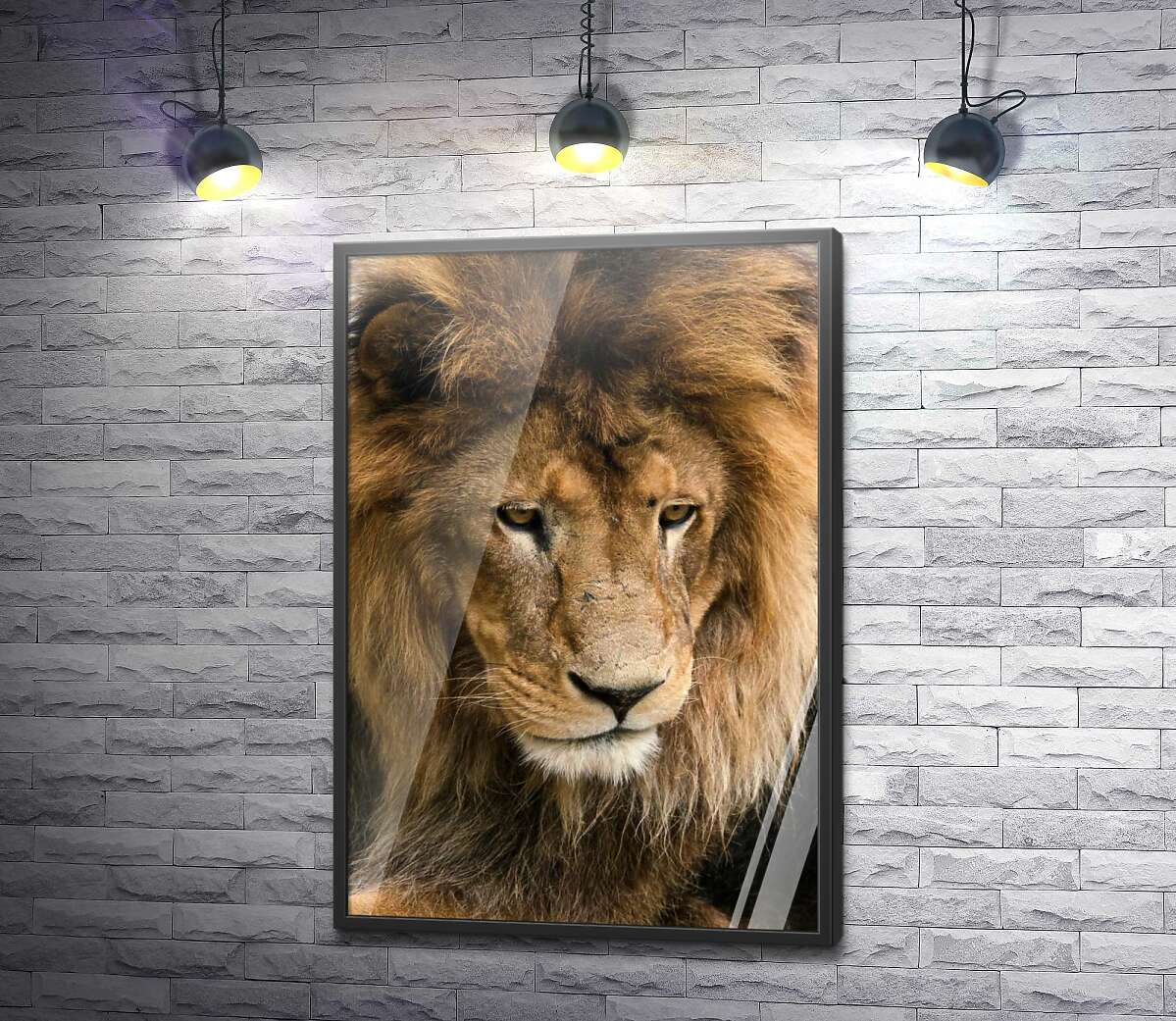 постер Портрет спокойного льва